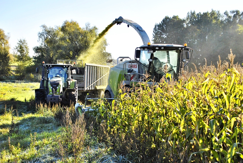 SIA «Zeltezeri» komanda kukurūzas pļauju Iecavas novada laukos sāk septembra vidū.
Autors: no «Bauskas Dzīves» arhīva