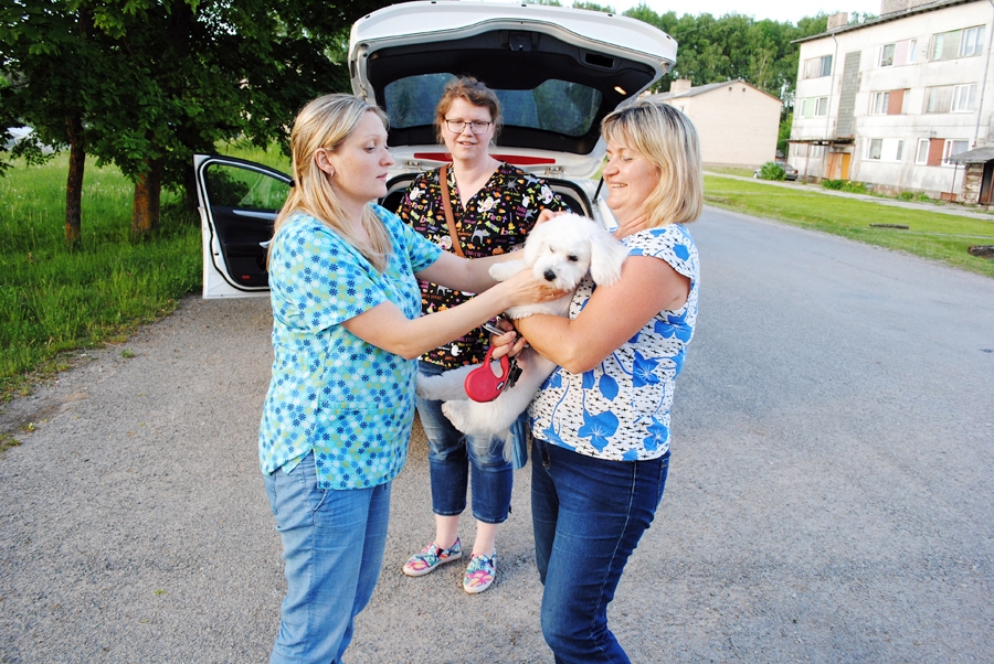 Dāviņos maijā Tatjana Jajus (no labās) Ievai Apšānei bija atvedusi pārbaudīt Maltas zīda sunīti Semu, kurš devās ārzemju braucienā.
Autors: no «Bauskas Dzīves» arhīva.