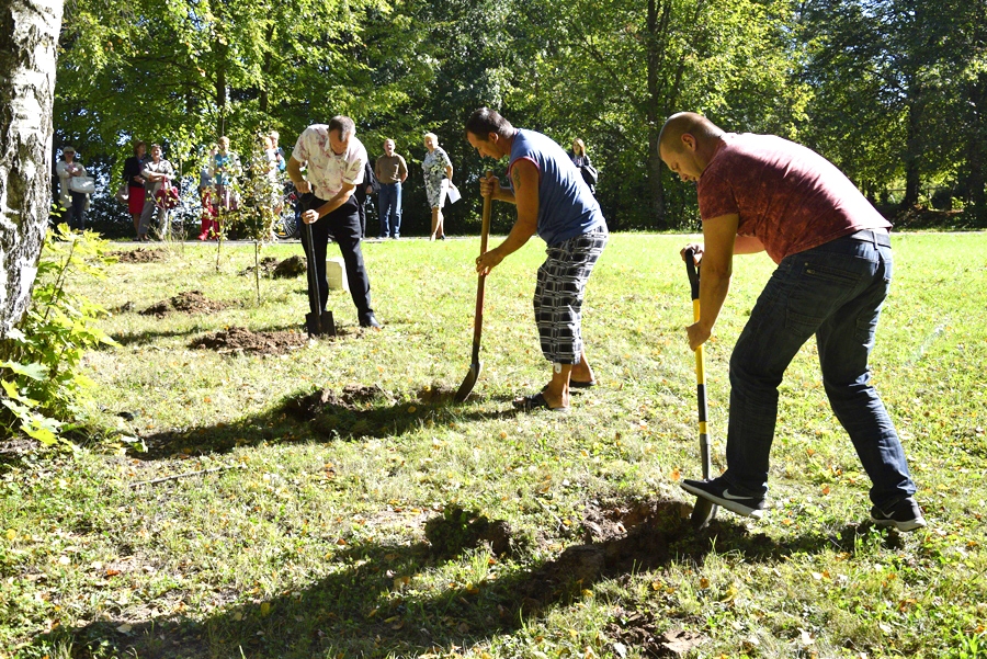 Audzēkņu tēvi paplašina birztalu, iestādot desmit jaunus bērziņus.
Autors: Ivars Bogdanovs