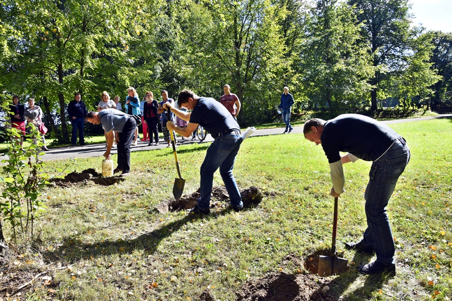 Audzēkņu tēvi paplašina birztalu, iestādot desmit jaunus bērziņus.
Autors: Ivars Bogdanovs