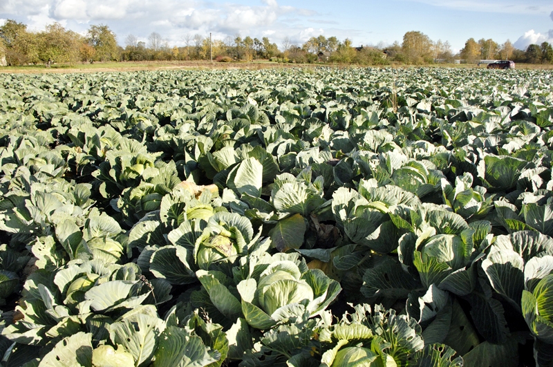 Dārzeņu raža šogad ir laba, taču glabāšana būs sarežģītāka augustā piedzīvotā mitruma dēļ.
Autors: no «Bauskas Dzīves» arhīva