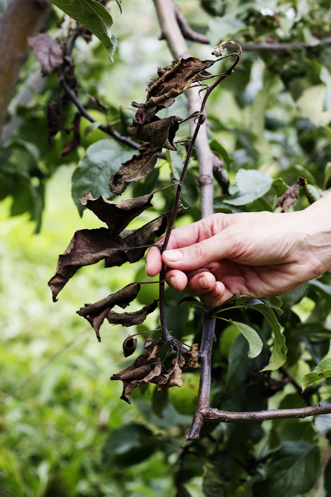 Augļkokiem bīstamā slimība – bakteriālā iedega («Erwinia amylovora»). 
Autors: no www.vaad.gov.lv