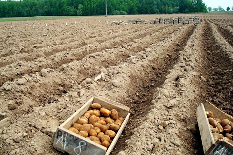 Kartupeļu birums bijis labs.
Autors: no «Bauskas Dzīves» arhīva.