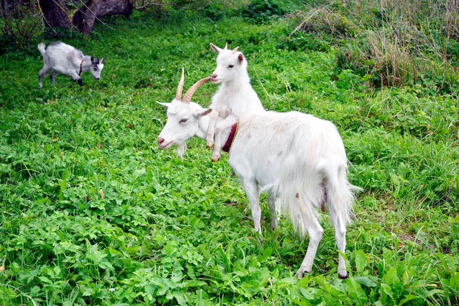 Kaziņu dzīvē gadās tāpat kā pie mums, cilvēkiem, – bērni vecākiem uz kakla pat tiešā, ne tikai pārnestā nozīmē.
Autors: Ivars Bogdanovs