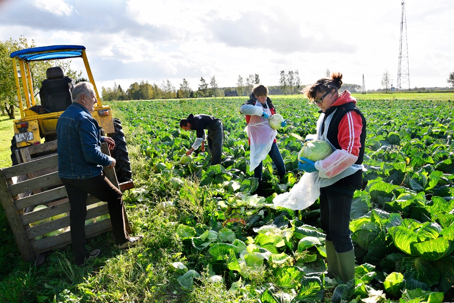«Sprīdīšu» laukos kāpostgalvas šoruden skābēšanai griež agri, jo pircēji pieprasa iecienītos produktus.
Autors: Ivars Bogdanovs