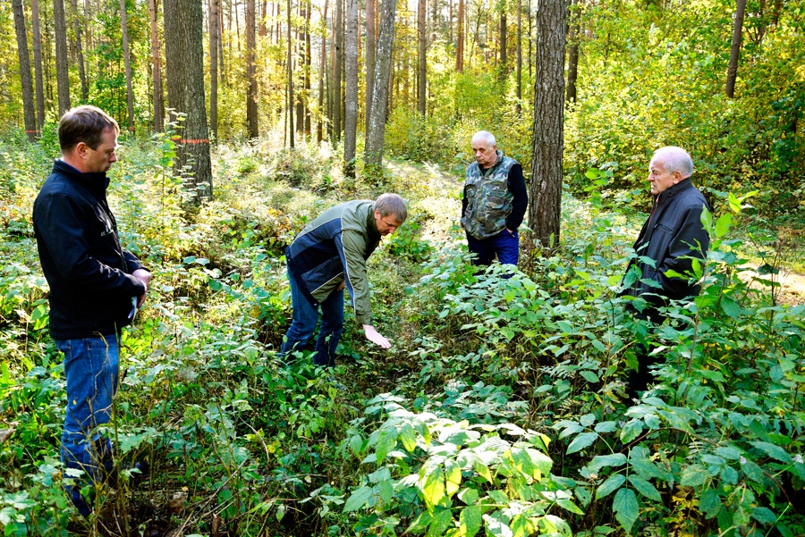 «Latvijas Valsts mežu» Bauskas iecirkņa vadītājs Lauris Ropājs (otrais no kreisās) rāda, cik maz izaugusi priedīte, kura iestādīta izlases veidā veiktajā cirsmā. Ja te būtu kailcirte un jaunie kociņi uzreiz pēc tās iestādīti, priedītes būtu jau metru augstas. Uz sarunu Likvertenu silā bija ieradies arī novada domes priekšsēdētāja vietnieks Alvis Feldmanis, LVM Vidusdaugavas reģiona meža apsaimniekošanas plānošanas vadītājs Jānis Belickis un sabiedrības aktīvists Herberts Mucenieks.
Autors: Ivars Bogdanovs
