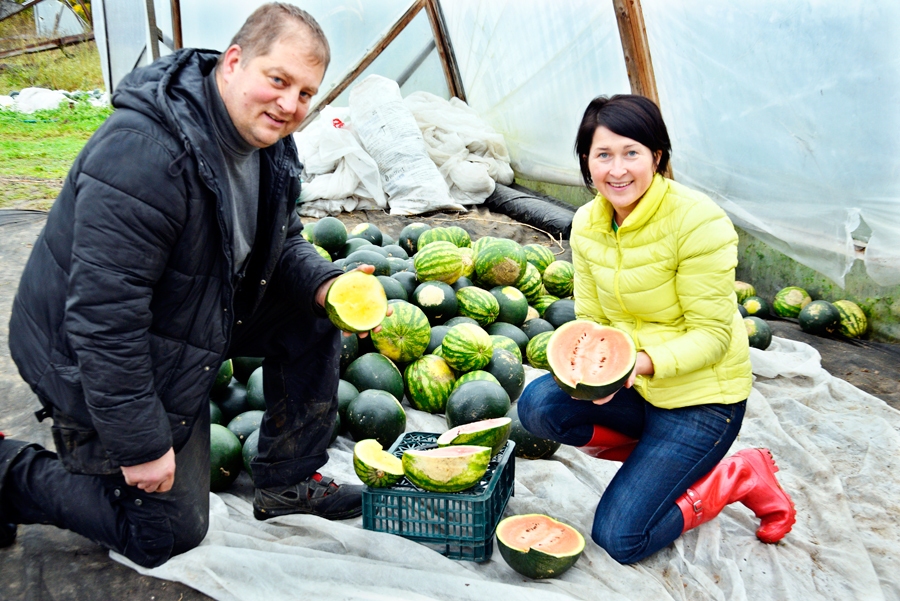 Evija un Ints Kreicšteini Iecavas «Birzmalēs» ar pēdējiem uz lielveikaliem neaizsūtītajiem arbūziem. Šīs ogas ir atstātas sēklai, draugu un viesu cienāšanai.