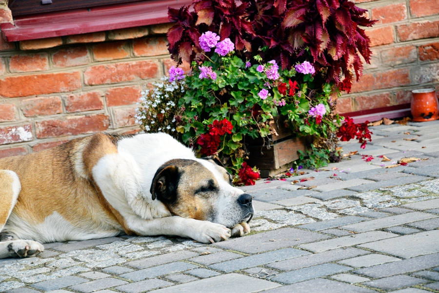 Mājas sargs aizmidzis, rudens ziedu apreibināts.
Autors: Ivars Bogdanovs