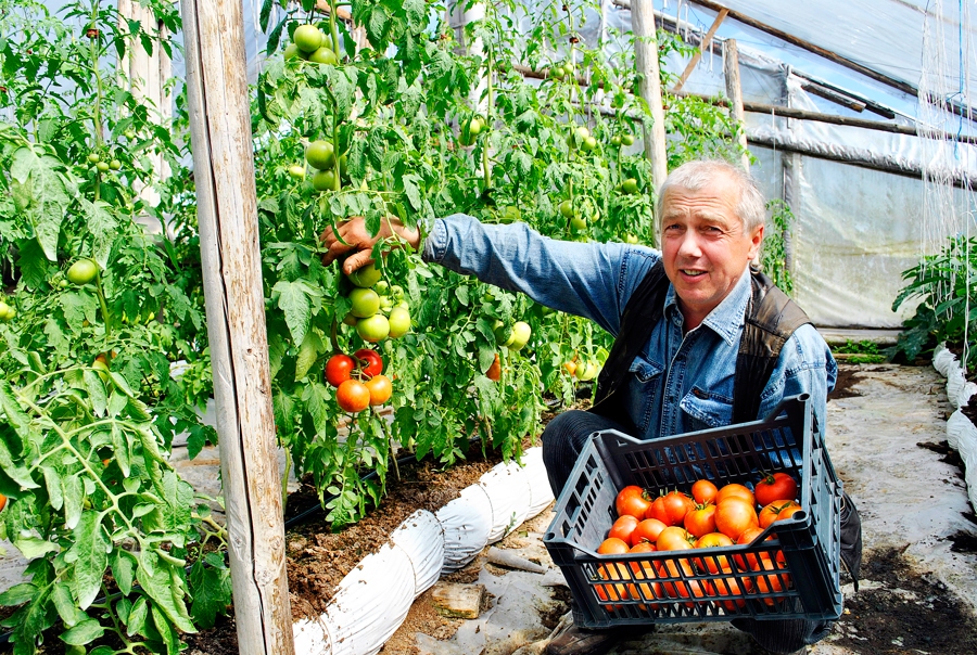 Andra Bites Iecavā audzētajiem tomātiem Centrāltirgū pēc LTV raidījuma pircēju kļuvis vairāk.
Autors: no «Bauskas Dzīves» arhīva