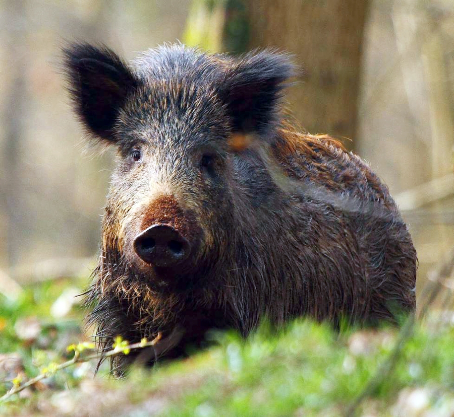 Autors: no «Bauskas Dzīves» arhīva.