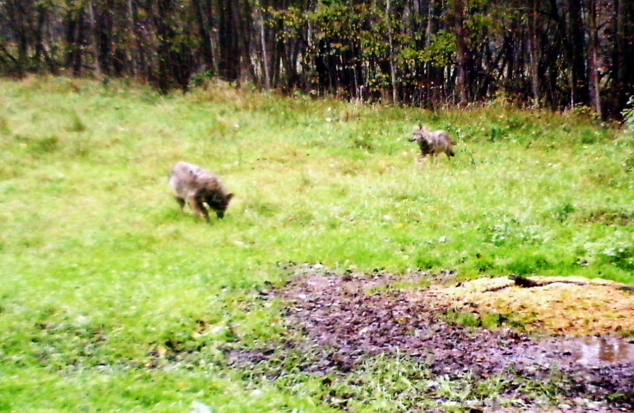 Pie barotavām uzstādītās kameras iemūžinājušas divus vilkus.
Autors: no «Bauskas Dzīves» arhīva.