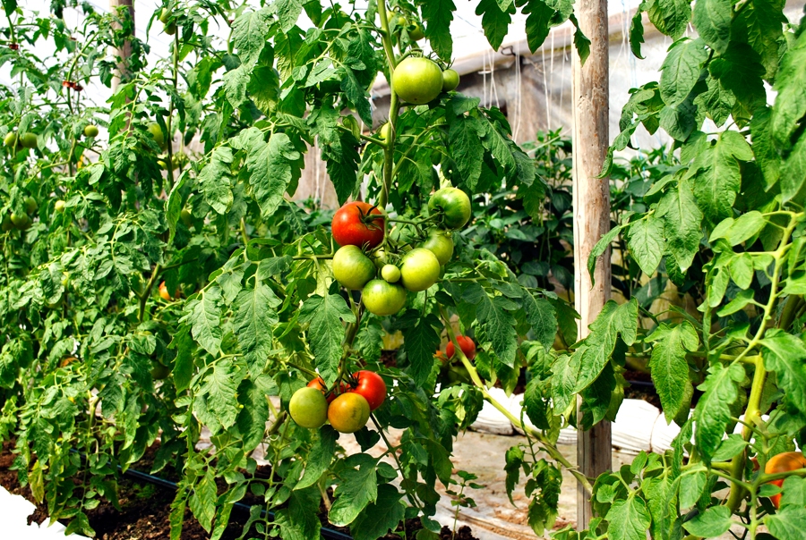 «Mazgrāvīšos» pašlaik jau gatavojas nākamajai sezonai, tirgojot novāktos tomātus, kas nogatavojas glabātavā.
Autors: no «Bauskas Dzīves» arhīva