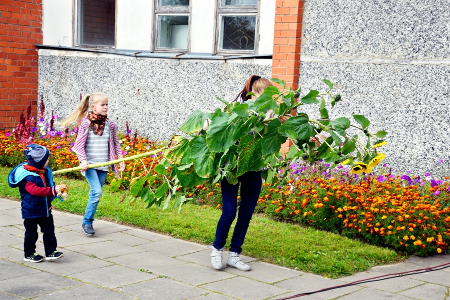 Trīs cinīši gāž milzu saulespuķi.
Autors: Ivars Bogdanovs