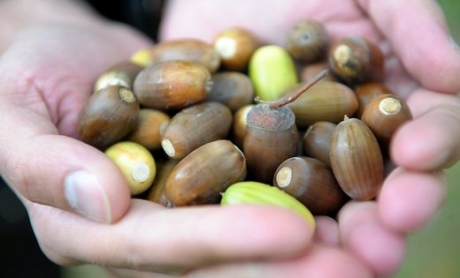 Valles vidusskolas audzēkņi brīvlaikā vāc zīles, kuras ziedos Rīgas Zoodārzam.