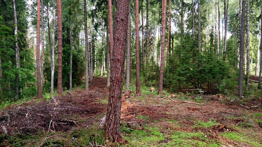 Pēc nociršanas izlases cirtē var novērtēt izcirsto un atstāto koku attiecību, bet ieguvumi būs redzami pēc gadiem desmit.
Autors: no PDF albuma.