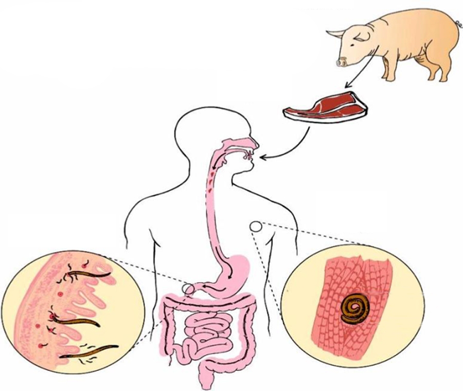 Attēls no WordPress.com.