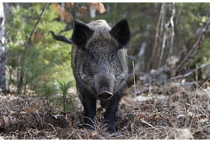 Autors: liepajniekiem.lv