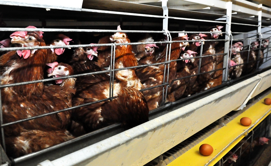 Iecavas ražotnē, kura tiek ievēroti visaugstākie Eiropas normatīvu standarti, tur 90% no 2,5 miljoniem «Balticovo» dējējvistu.
Autors: Edijs Pālens, LETA