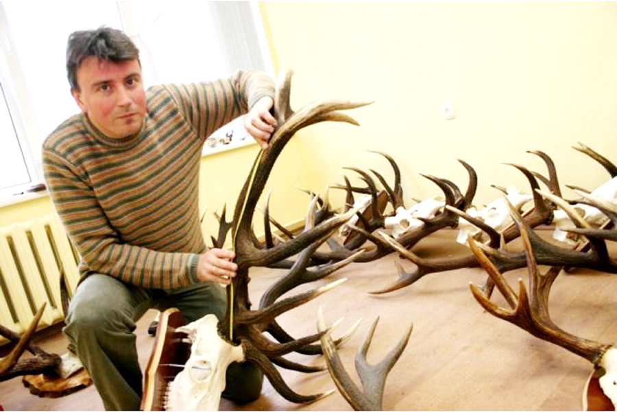 Jānis Baumanis, Latvijas Mednieku savienības valdes priekšsēdētājs, stāsta: «Ir bijuši atsevišķi gadījumi, kad uz kādām mājām aizbrauc interesenti pirkšanā, apskatās ragus, bet īpašnieks tos nevēlas pārdot vai nu principa pēc, vai nevarot vienoties par izdevīgāko cenu. Pēc neilga laika – māja apzagta un ragi pazuduši!»