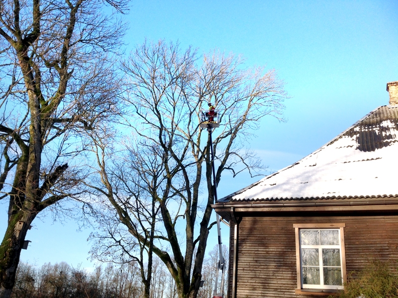Dzimtmisas skolas parkā sakopts osis, kam noteikts dižkoka statuss.
Autors: no dārznieces S. Avotas albuma.