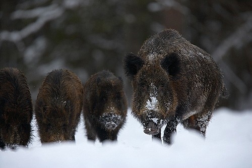 PVD atgādina, ka Āfrikas cūku mēra II riska zonā visas nomedītās mežacūkas jāizmeklē laboratoriski uz ĀCM vīrusu, līdz rezultātu saņemšanai medījums jāuzglabā.

