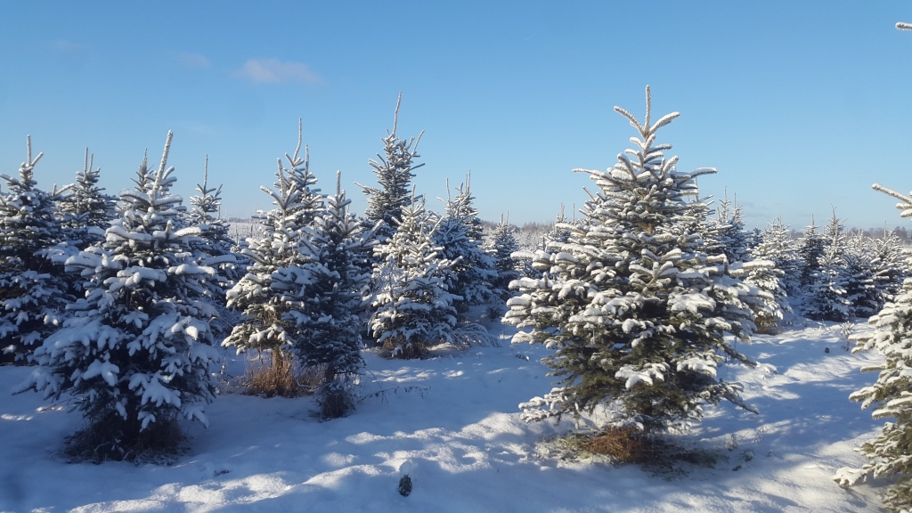 Eglīšu plantācija Valles pagastā.
Autors: no saimniecības albuma