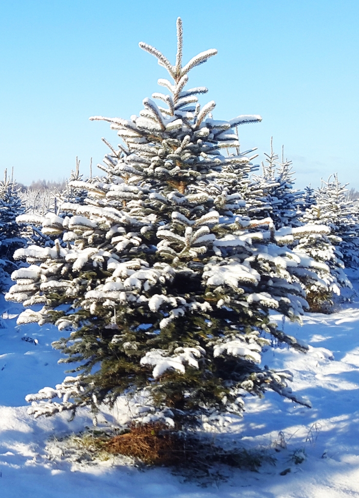 Eglīte plantācijā Valles pagastā.
Autors: no saimniecības albuma