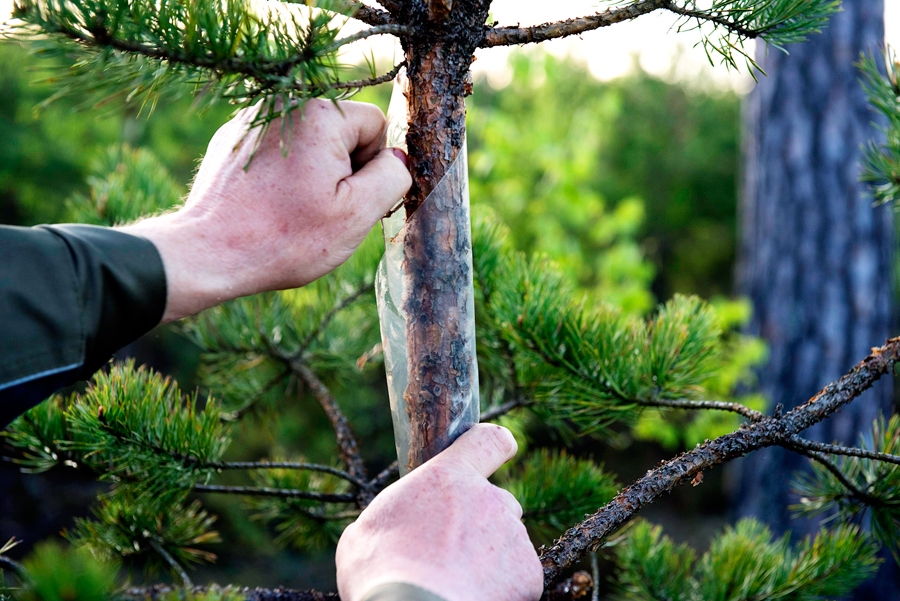 Priežu stumbru aizsardzību nodrošina plastmasas spirāle, kuru uzliek pusmetru no zemes pusotra metra augstumā. 
Autors: Andris Eglītis