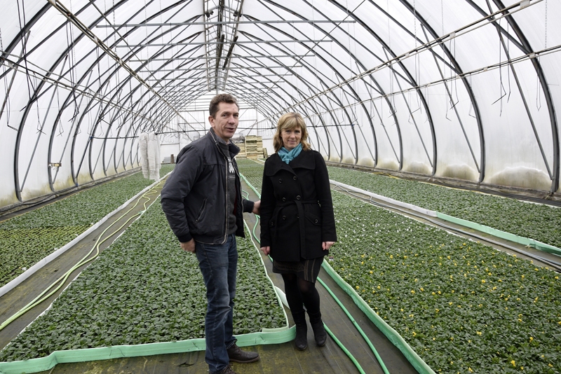 Ziemassvētku priekšvakarā zemnieku saimniecības «Velgi» siltumnīcās pavasari gaida atraitnītes. Stādiņus novērtē Inguna un Gatis Smali.

Autors: Ivars Bogdanovs