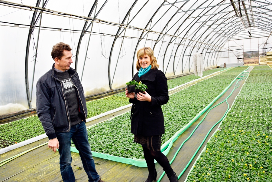 Ziemassvētku priekšvakarā zemnieku saimniecības «Velgi» siltumnīcās pavasari gaida atraitnītes. Stādiņus novērtē Inguna un Gatis Smali.
Autors: Ivars Bogdanovs