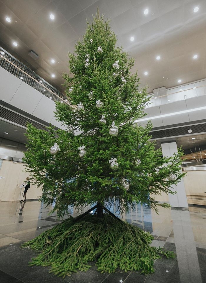 Gaismas pils ātriju rotā zaļā skaistule, kas atceļojusi no Iecavas novada. 

Autors: Krists Luhaers