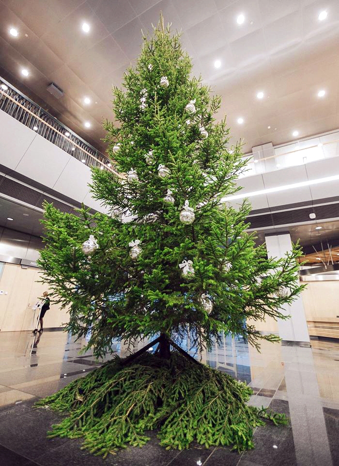 Gaismas pils ātriju rotā zaļā skaistule, kas atceļojusi no Iecavas novada.
Autors: Krists Luhaers