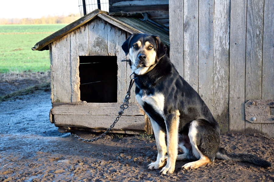 Par mīļotajiem suņiem saimniekiem jāgādā laikus, lai gadumijas salūti neradītu veselībai bīstamus kreņķus.
Autors: Ivars Bogdanovs