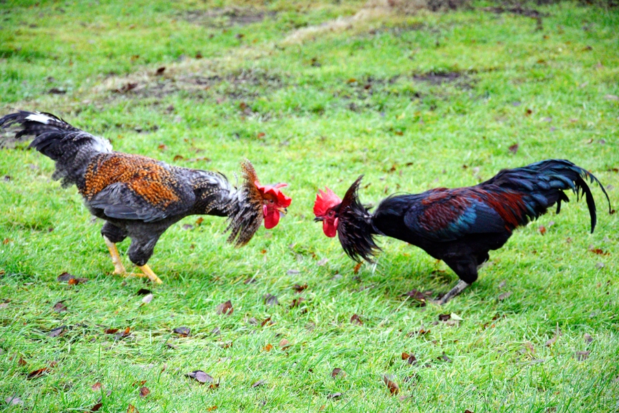 Gaiļi vecsaulietes Sarmītes Zanderes privātmājas pagalmā cīnās par 2017. gada galvenā putna titulu.
Autors: Ivars Bogdanovs