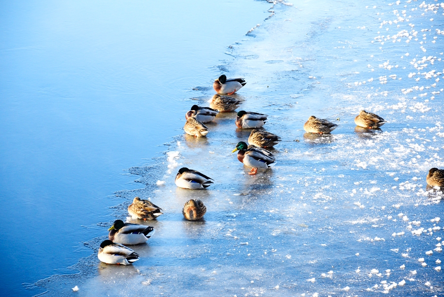 Pīles nesmādē maizi, tomēr graudi ir pilnvērtīgāki.
Autors: Ivars Bogdanovs
