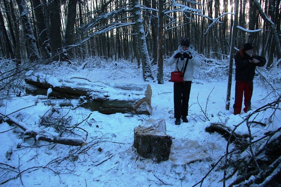 Pētermuižas dižtūjas celms un paliekas. 
Autors: Andris Grīnbergs