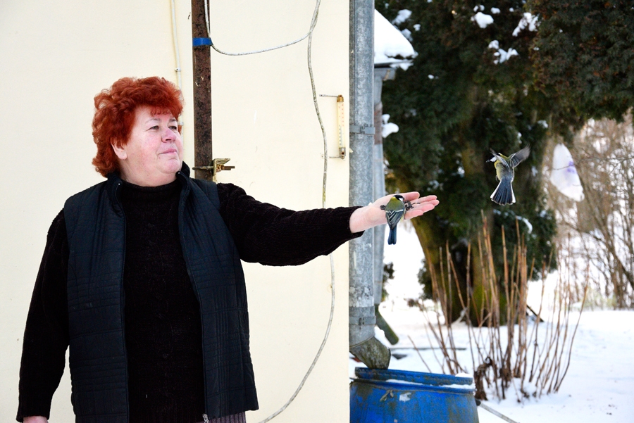 Jubilāre Vizma Sīpola pieradinājusi zīlītes. Kad blakus svešinieki, nolaižas tikai pašas drosmīgākās, bet, kad Vizma ir viena, visiem putniņiem uz rokas nepietiekot pat vietas. 
Autors: Ivars Bogdanovs