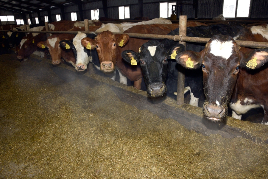 Bārbeles piena fermā, kur saimnieko Mediņu un Rusiņu ģimenes, apņēmušies turpināt kopt piena lopus, lai saglabātu Latvijai tradicionālo lauksaimniecības nozari.
Autors: Ivars Bogdanovs