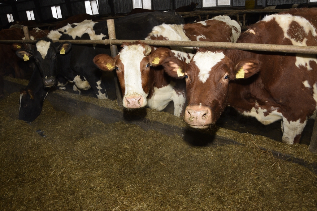 Bārbeles piena fermā, kur saimnieko Mediņu un Rusiņu ģimenes, apņēmušies turpināt kopt piena lopus, lai saglabātu Latvijai tradicionālo lauksaimniecības nozari.
Autors: Ivars Bogdanovs