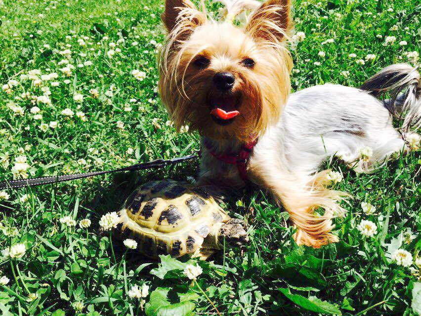 Bruno pastaiga kopā ar Fionu.
Autors: no personiskā albuma