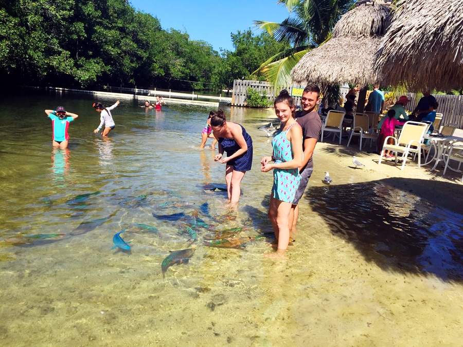 Aligatoru fermā zivis var barot un glaudīt kā mājdzīvniekus.
Autors: no personiskā albuma