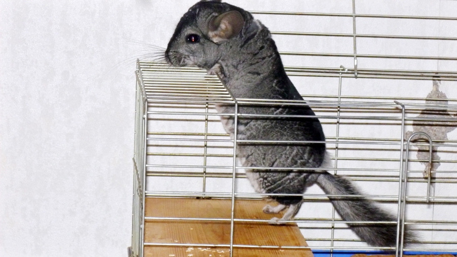 Šinšilla Džera ir Valteru ģimenes mīlēts mājdzīvnieks.
Autors: no personiskā albuma