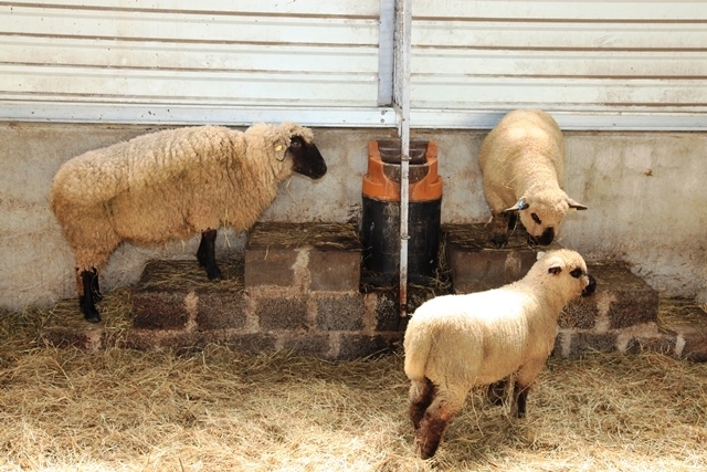 Autors: laukutikls.lv