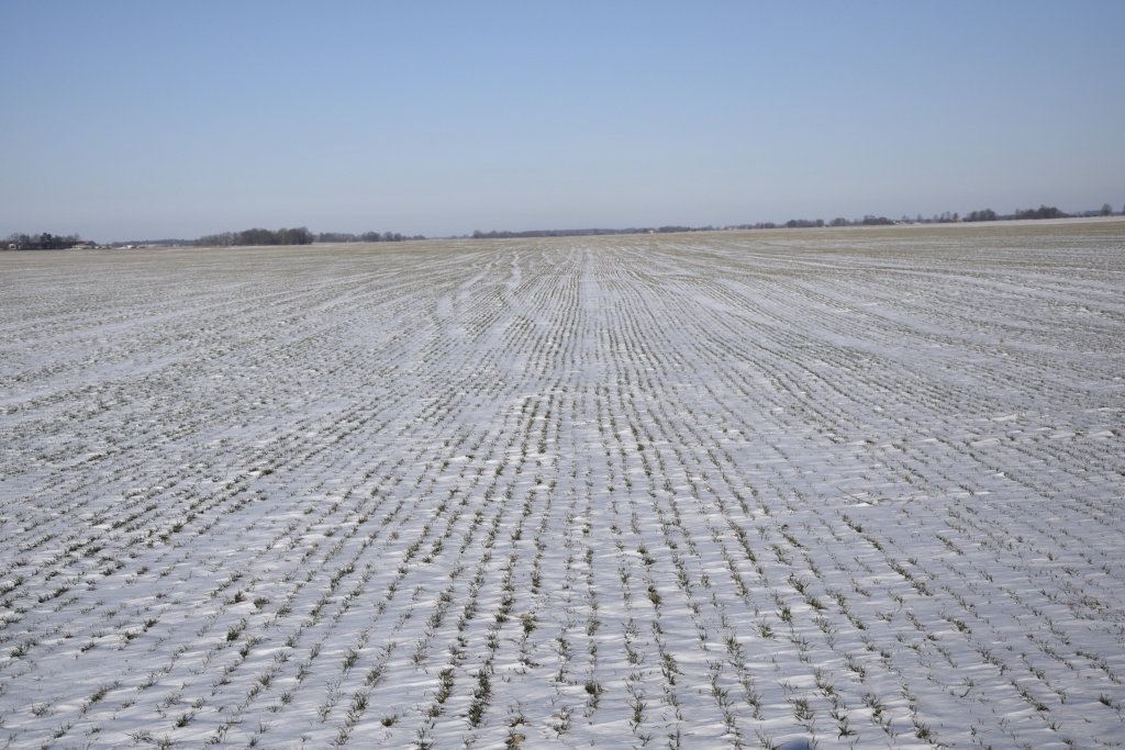 Bauskas, Iecavas un Rundāles novada laukos patlaban ir 1 – 3 centimetru sniega kārta, kas pasargā ziemājus no izsalšanas.
Autors: Ivars Bogdanovs