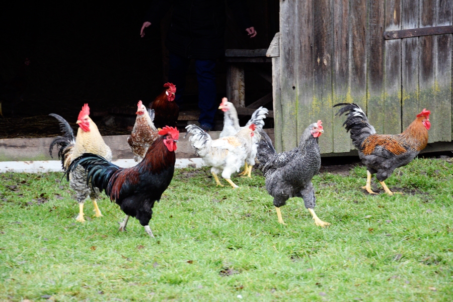 Mājputnus pavasarī ārā turēt nedrīkstēs, lai gājputnu migrācijas laikā izvairītos no iespējamas inficēšanās ar putnu gripu.
Autors: Ivars Bogdanovs