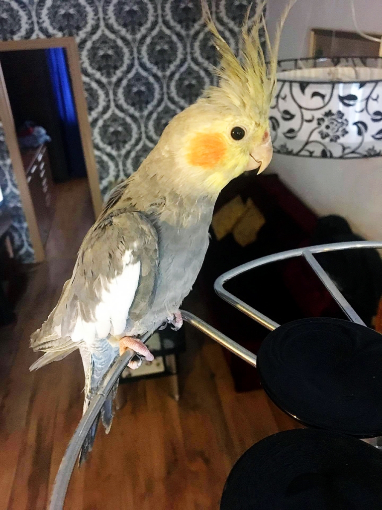 Papagailis Teo.
Autors: no personiskā albuma