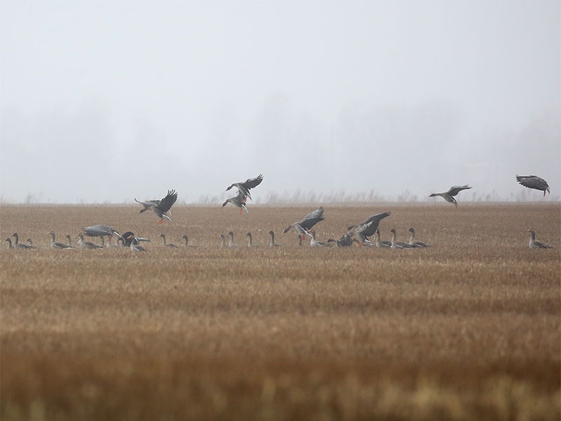 Autors: latvijasputni.lv