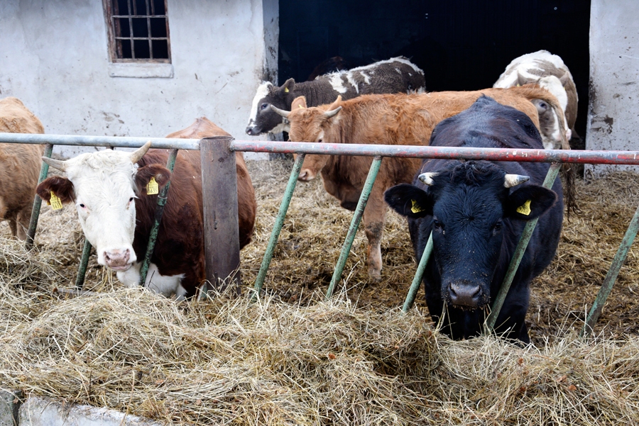 Gaļas ražotājiem iesaka biznesa uzturēšanai pārdot nevis nošķirtus teļus, bet kvalitatīvi nobarotus liellopus.
Autors: no «Bauskas Dzīves» arhīva