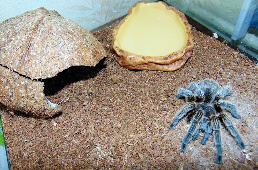 Tarantulam nepieciešami īpaši dzīves apstākļi.
Autors: no personiskā albuma