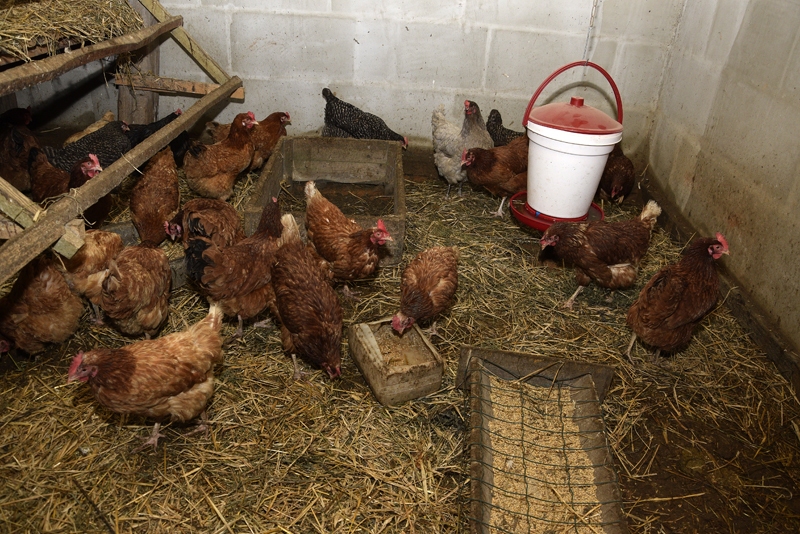 Biodrošības prasības paredz mājputnus turēt slēgtās telpās, novēršot to kontaktu ar savvaļas putniem un dzīvniekiem.
Autors: Ivars Bogdanovs